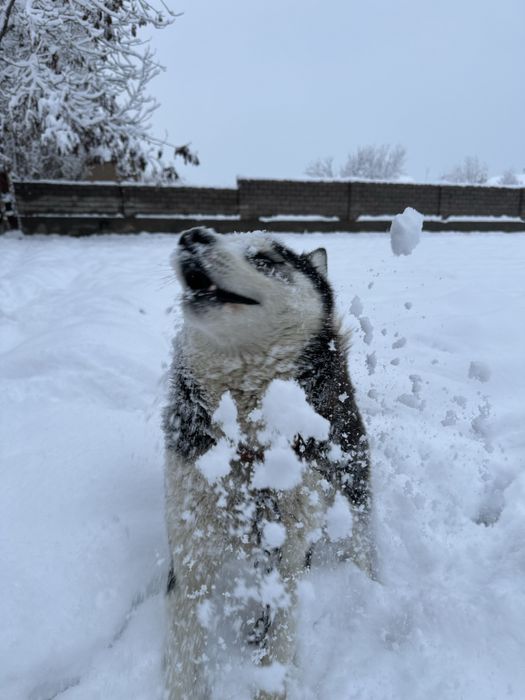 Haskiy husky it kuchuk xatiko siberian husky siberiskiy hasky afcharka