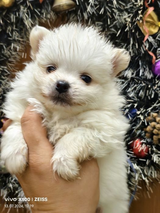 Продам щенков шпица.