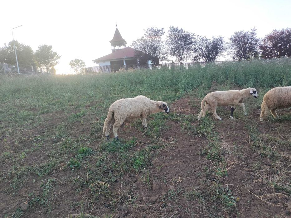 Miori și Berbecuți turcani brezi