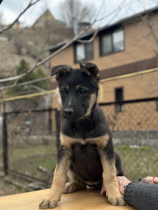 Продажа щенков ВЕО