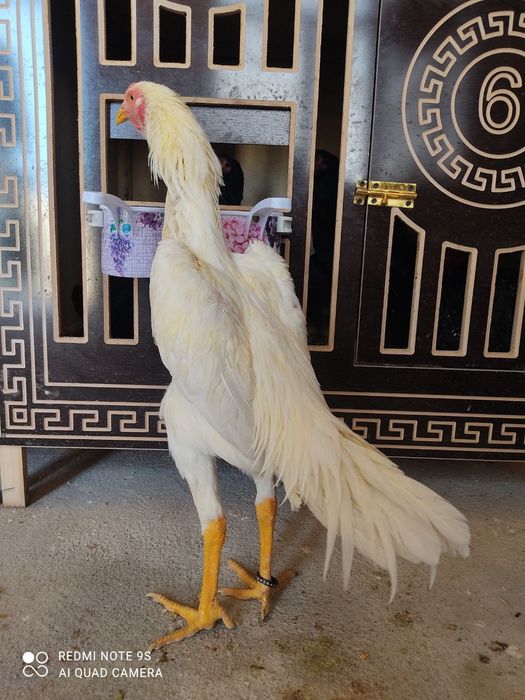 Pivonoy Nimitiski O shamo tuxum va joʻjalariga zakaz olamiz