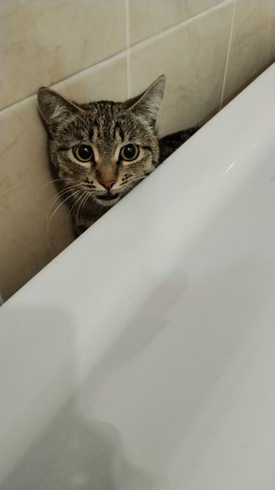 Здравствуйте. Ищет хорошие добрые руки