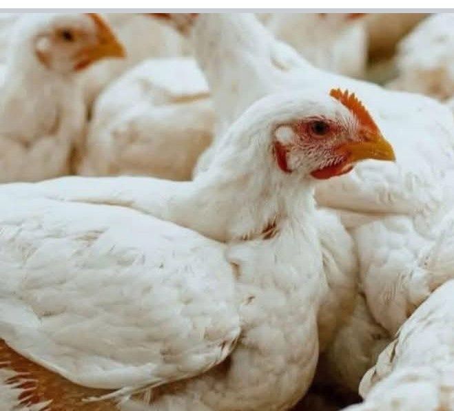 Pui albi de carne de vânzare