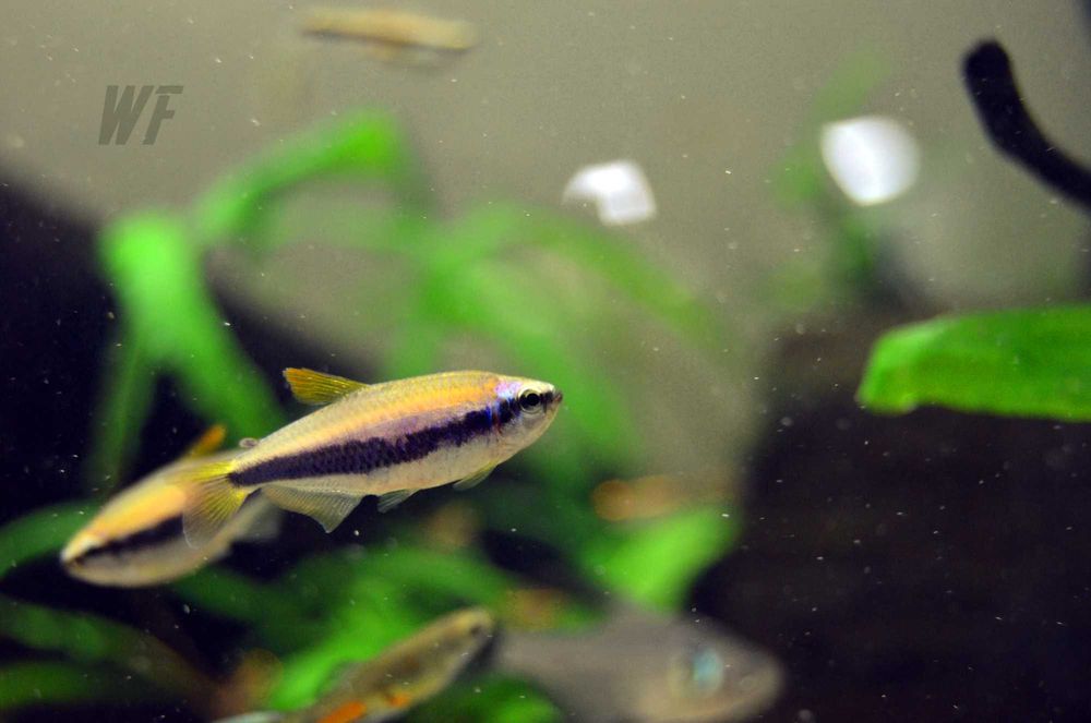 Аквариумные рыбки