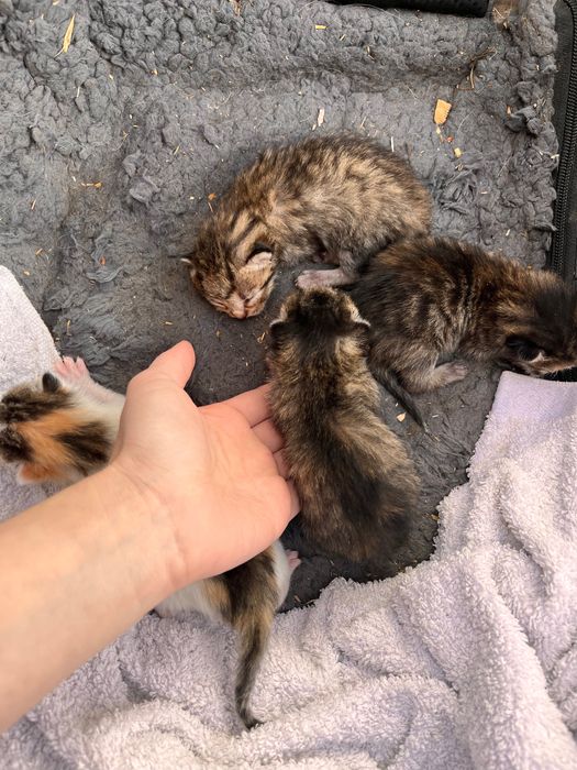 Spre adoptie pisicute