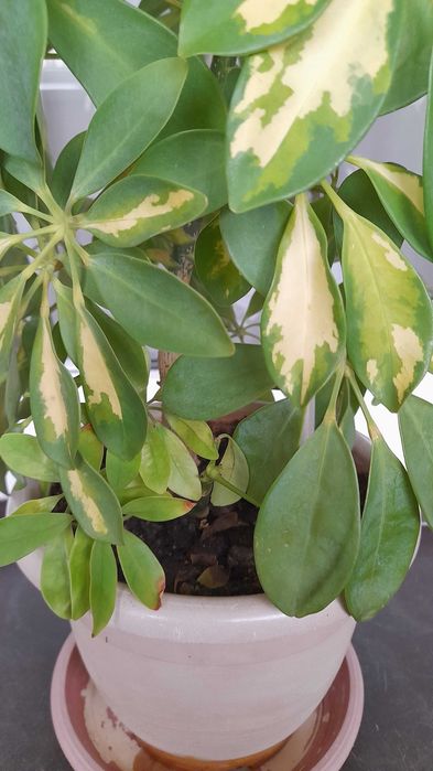 Продам цветок Шефлера