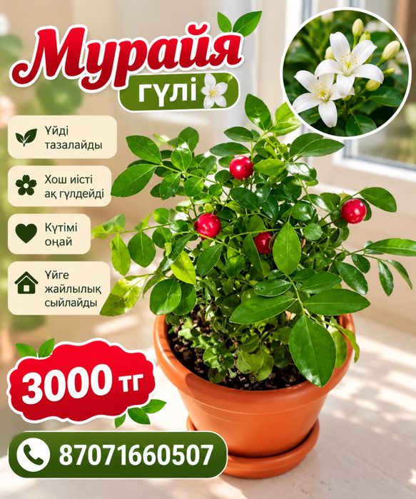 Продается комнатные растения