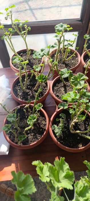 Герань цветы  продажа