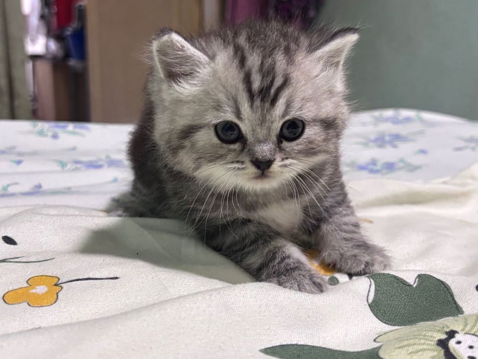 Шотландские котята страйт, мальчик и девочка, чистокровные