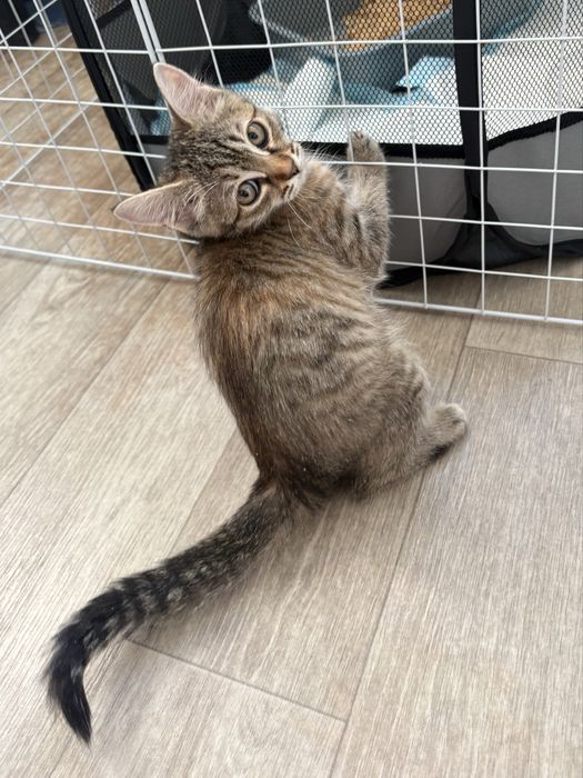 Котенок девочка 3 мксяца