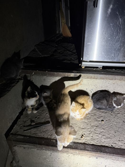 Котята супер кошки и коты