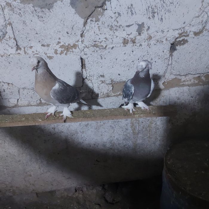 Такла двух чуби насачуби самец оба