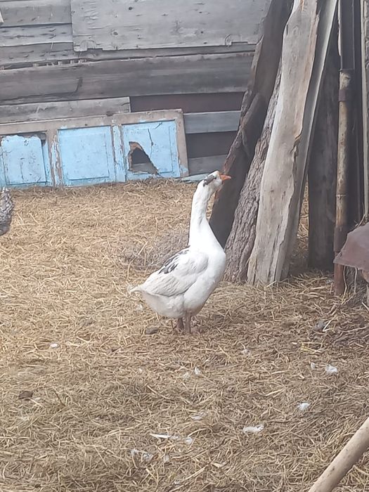 Продам гусака !!