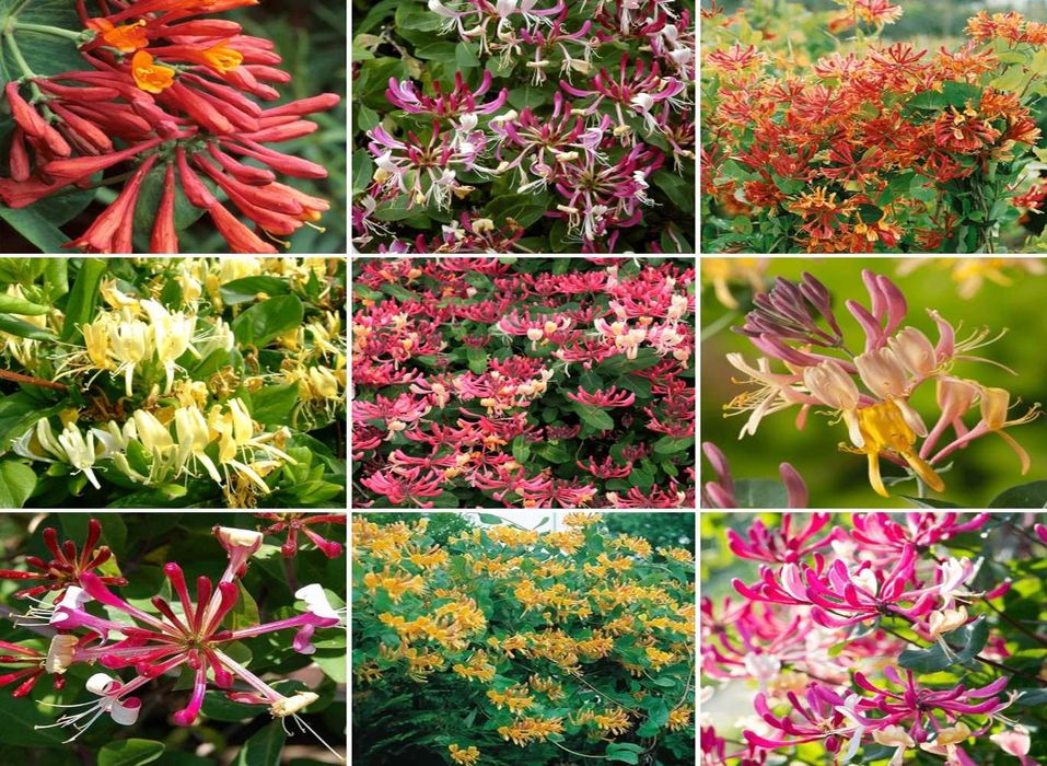 Mana Maicii Domnului la ghiveci de 1 si 2 ani 5-10 soiuri si alte plante decorative si fructiferi de gradina