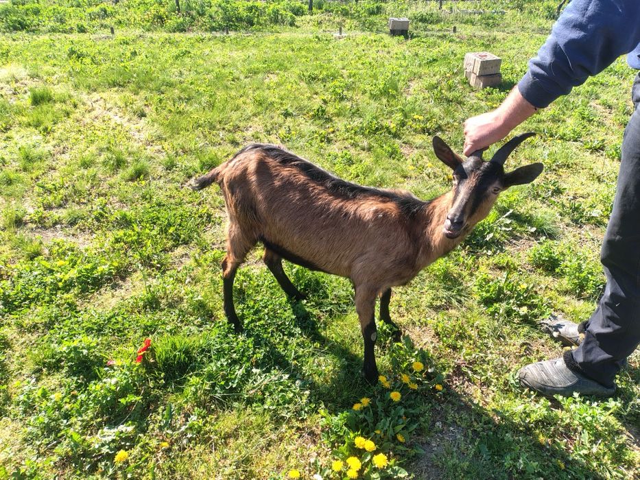 Vând capra cu lapte
