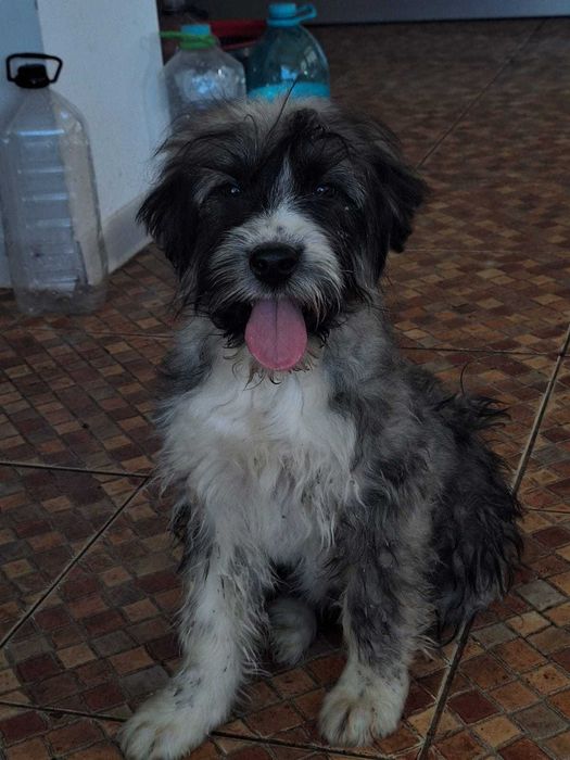 Donez catel metis de carpatin 5 luni