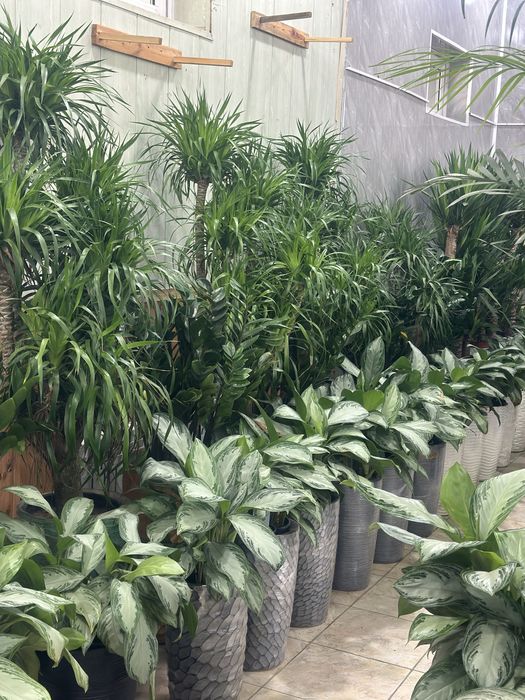 Оптом ва донага хонаки гуллар тувакда офис учун