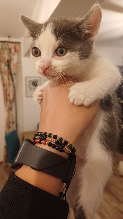 Adopție pentru un suflet