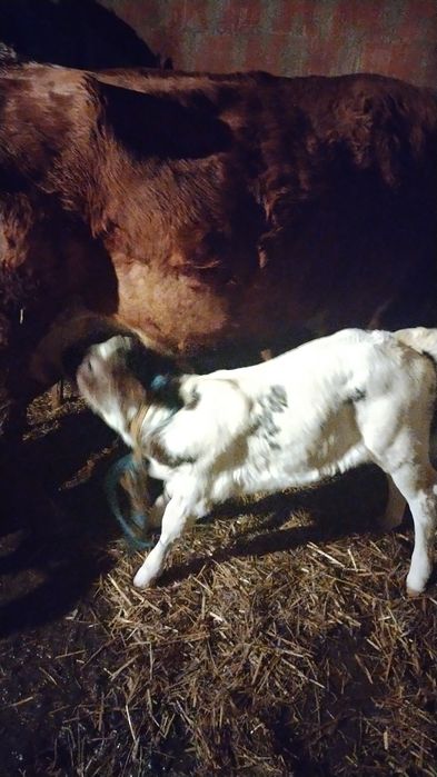 Vând vacă fătată recent