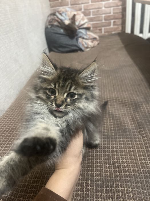 Котик очень красивый