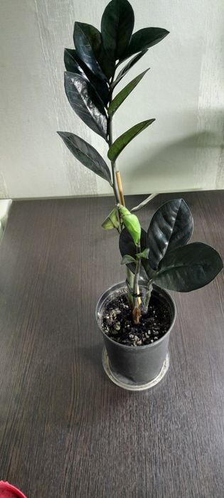 Долларовое дерево черное Равен