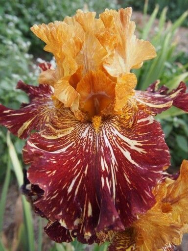 Цветы! Читать описание.