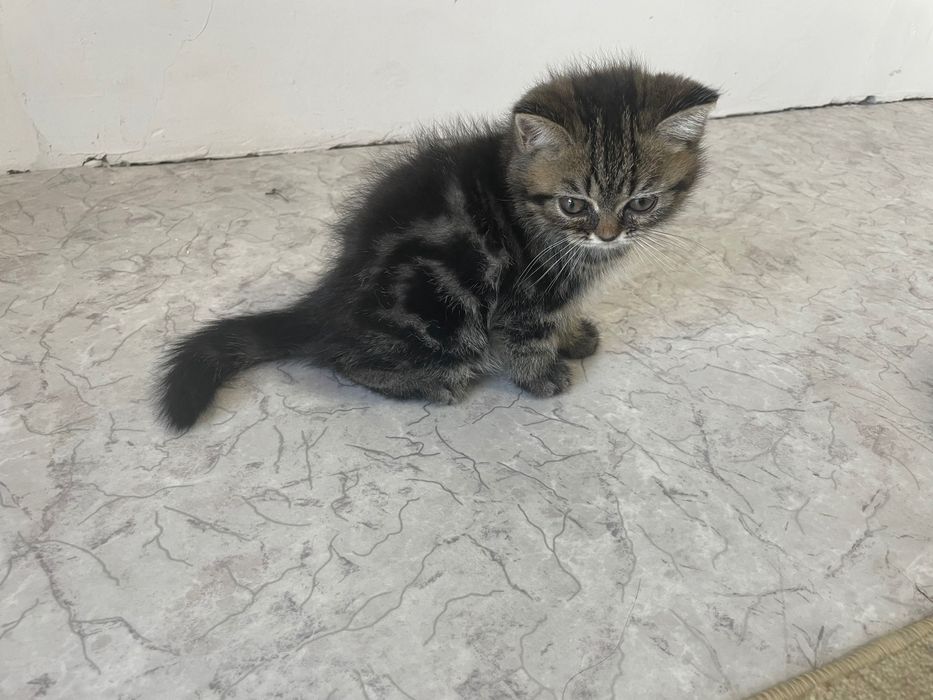 Шотландские котята