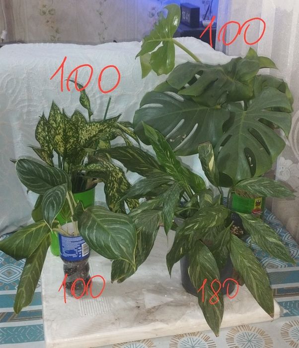 Продаются комнатные цветы