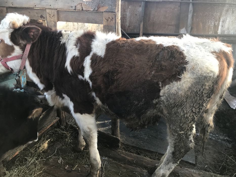 Продам трех бычков хороших