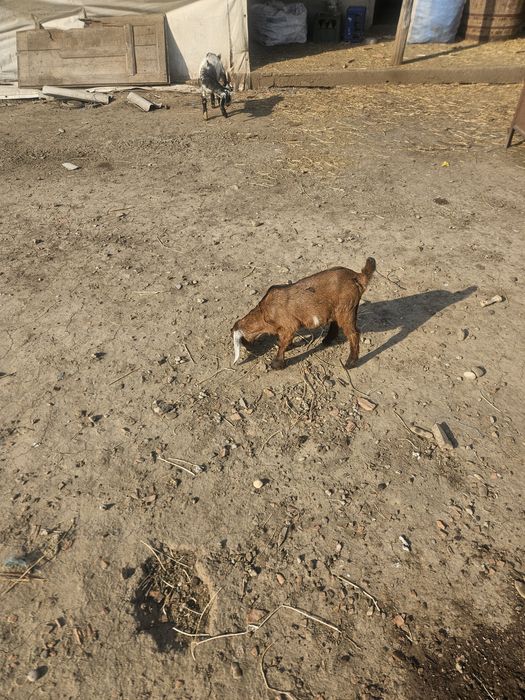 Capra Ango Nubian rasa pura,cu trei iezi