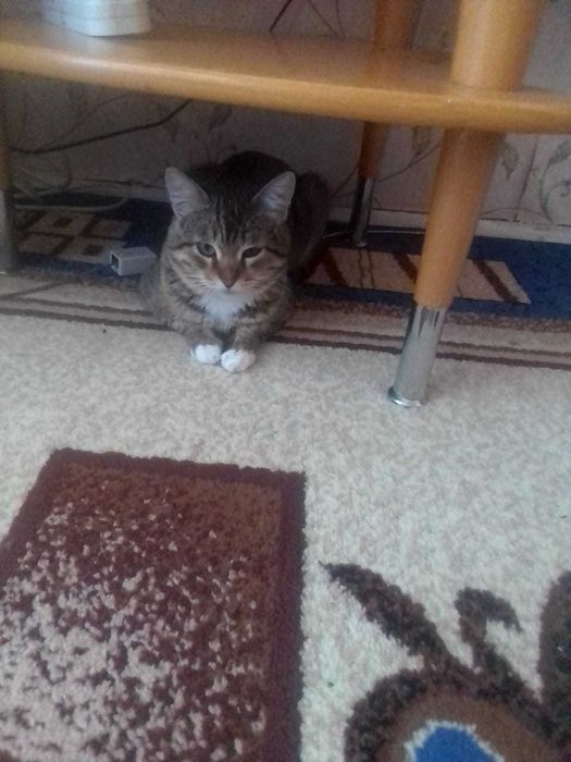 Пропал кот кличка Кисульян(Кисулька)