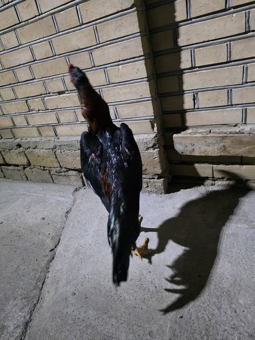 Juja sotiladi aprelda chiqan aybi yuq vesi 4 kg uynamagan juja xomak q