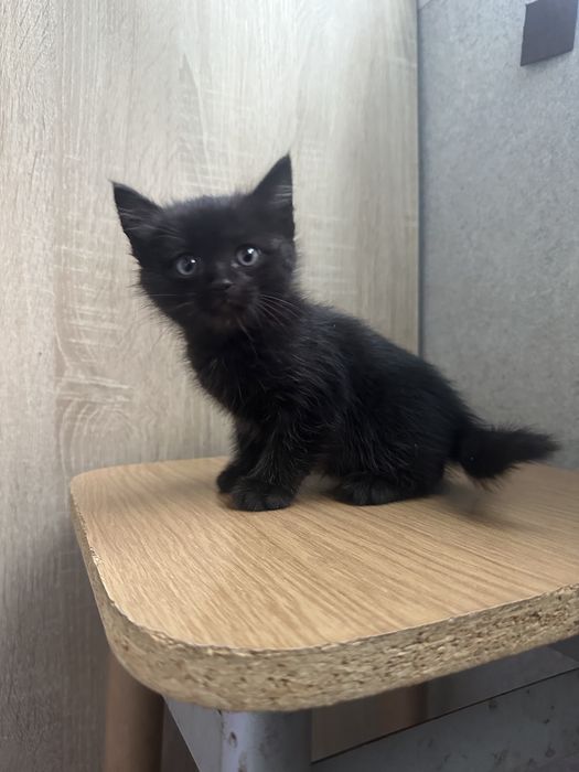 Котята даром срочно!