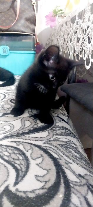 Отдам котят(мальчики)от кошки мышеловки.