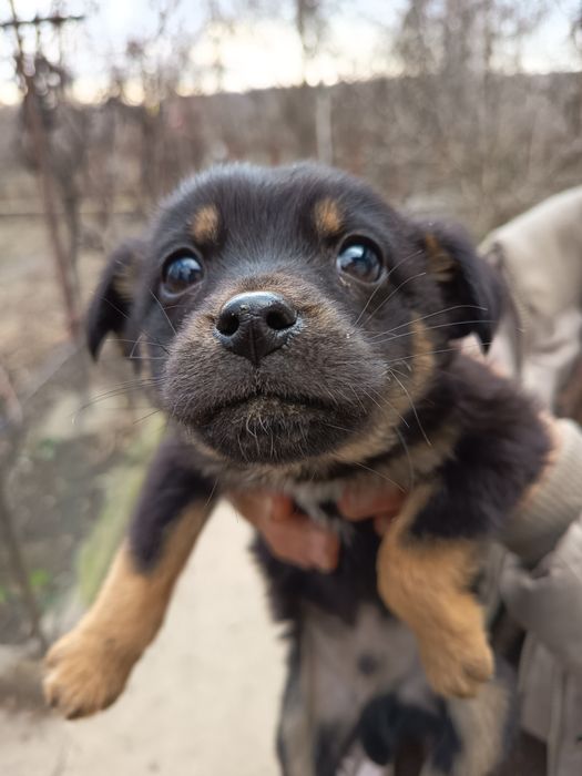Câței gratis 3 luni