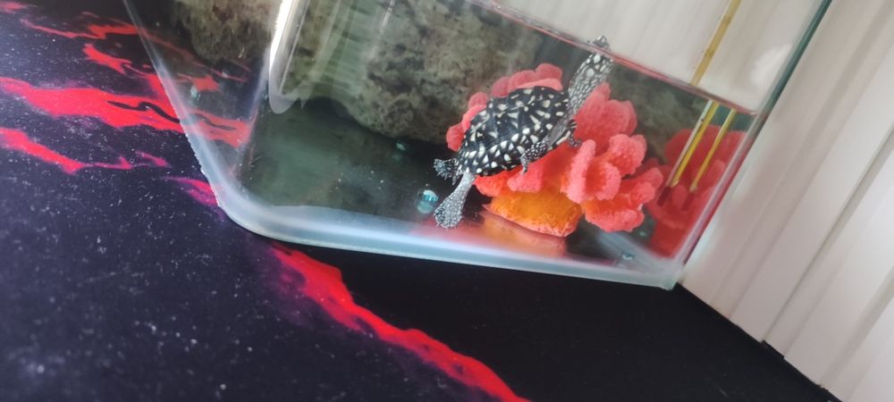 Черная прудовая черепаха (Geoclemys hamiltonii).