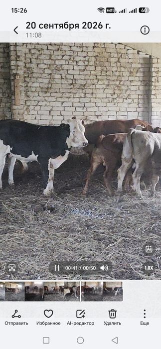 Продам Бычки подсосы