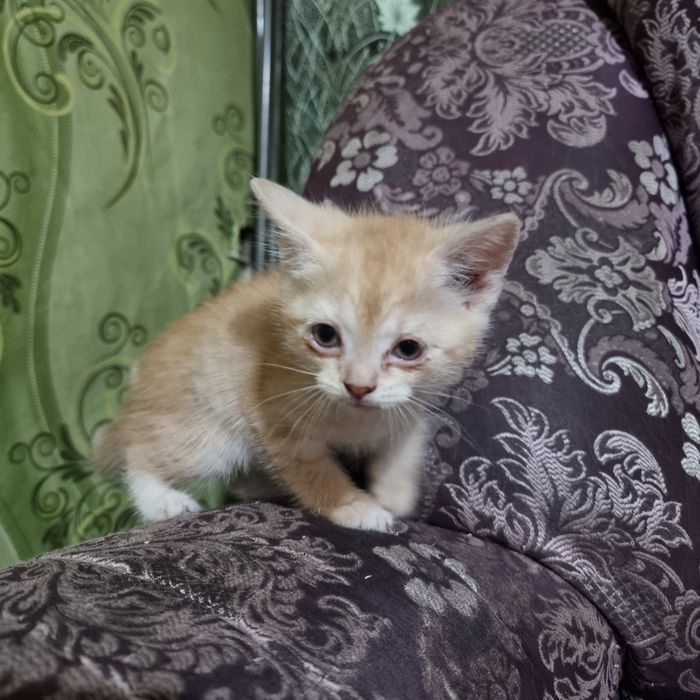 Продам котенка мальчика британец