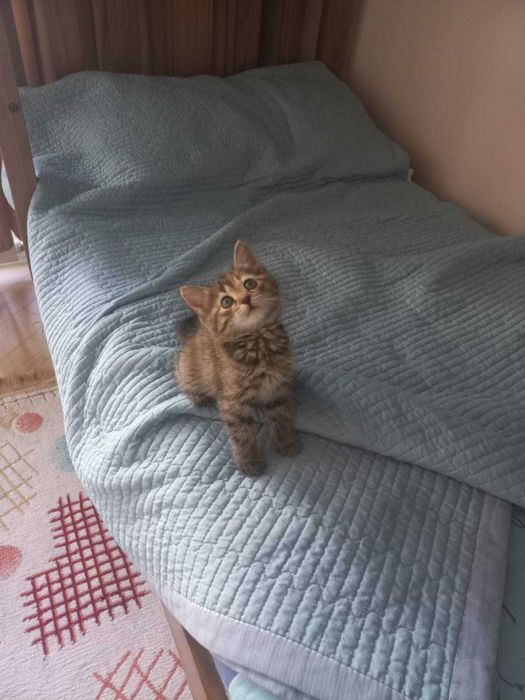 Котенок 2 месяца