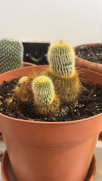 Cactuși și plante suculente de vânzare – în ghiveci