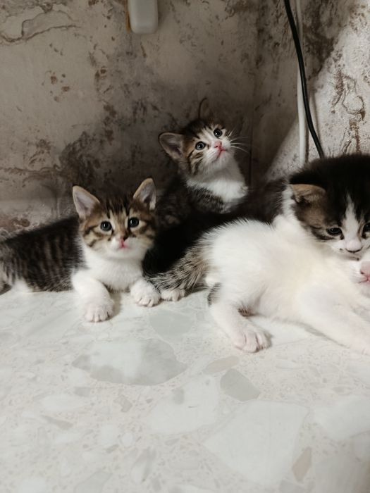 Продаются котята