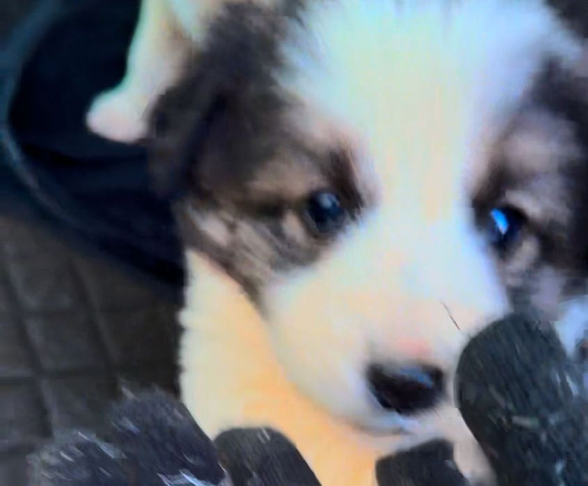 Щенки мальчики и девочки