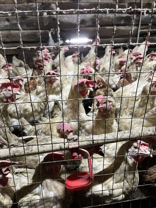 Продам Куры несушки