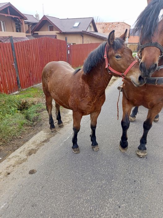 Mânz necastrat de vânzare de 9 luni!.