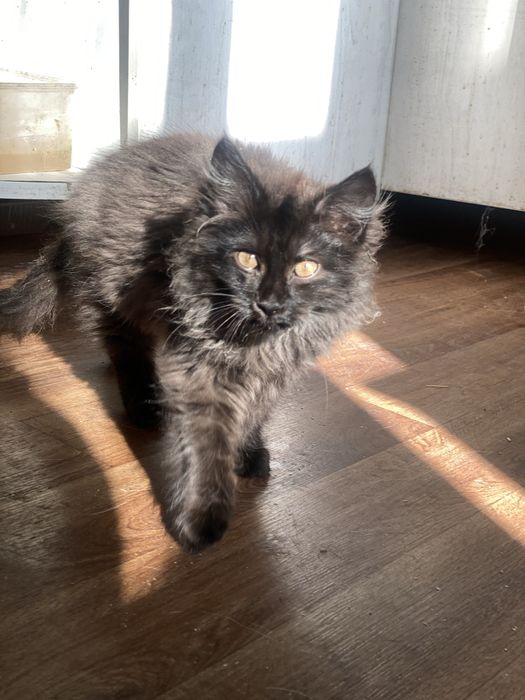 Котик  будет огромный