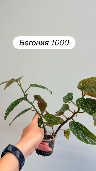 Адениум, спатифиллум, фикус, циперус