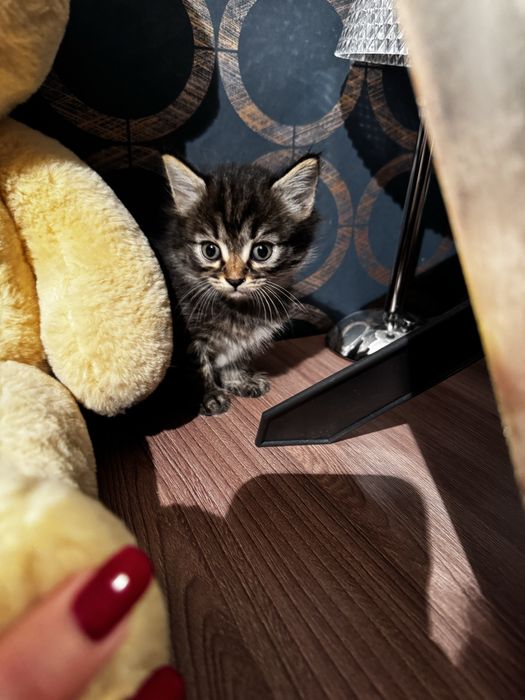 Отдам ласковых котят в добрые руки