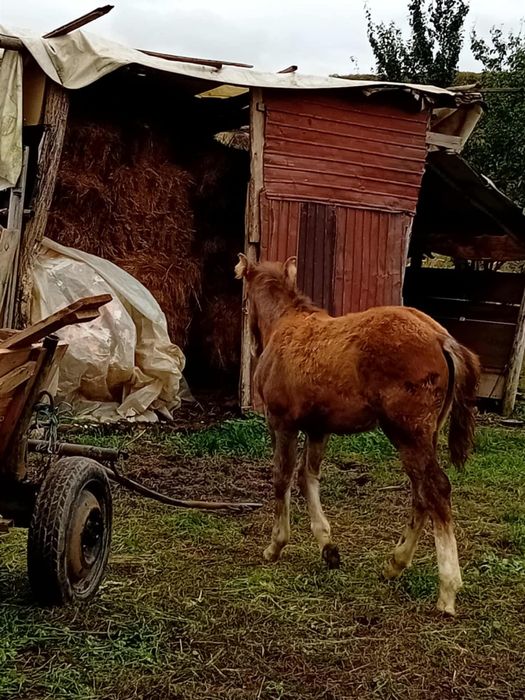 vand manz de 7 luni .