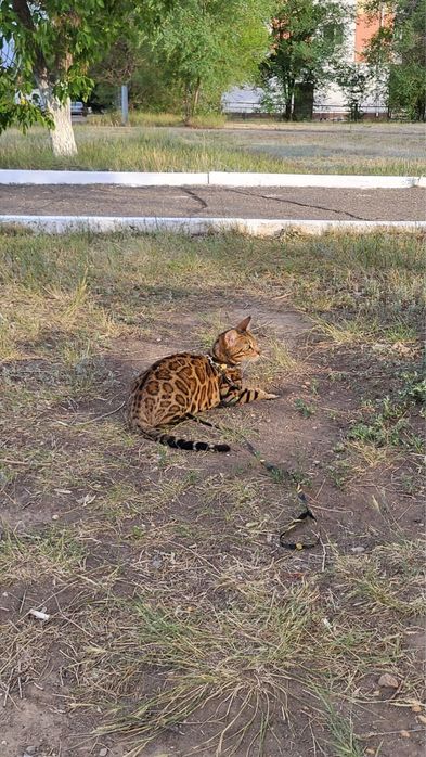 Кошка Бенгалка ищет жениха