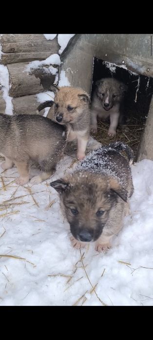 Продам щенков лайки ЗСЛ